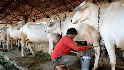 Dairy Sector Dairy Sector